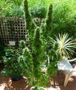 bb 21 week old 10 weeks flower.jpg