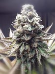 IMG_20200721_200456.jpg