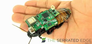 08-june_cyborg-cockroach.jpg