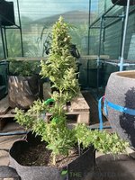 IMG_3659.jpeg