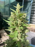 IMG_3660.jpeg