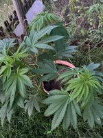 IMG_20230720_185210_800.jpg