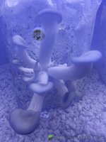 blue2.JPG