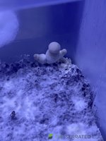 king oyster.JPG