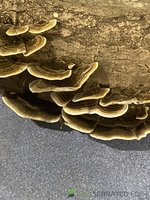 Turkey Tail.JPG