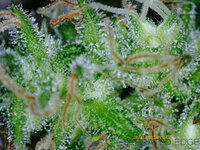 PICT0013.JPG