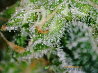 PICT0011.JPG