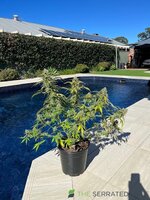 IMG_0531.jpg