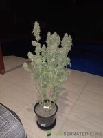 IMG_20231215_210008_393.jpg