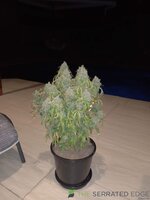 IMG_20231215_210949_524.jpg