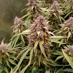 PICA0047.jpg