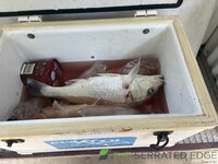 IMG_4909.jpeg
