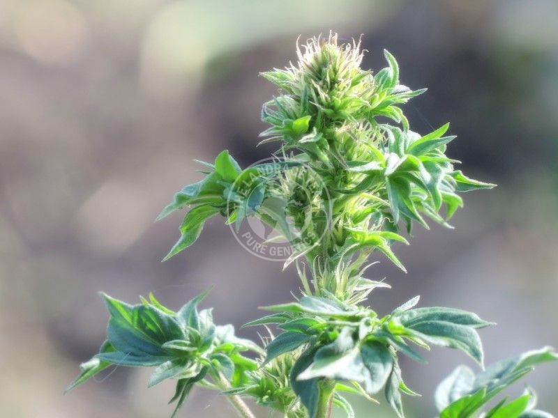 www.tltseeds.com