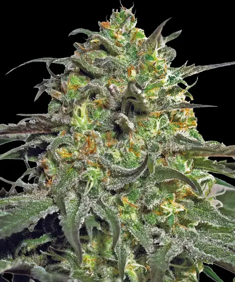 www.barneysfarm.com
