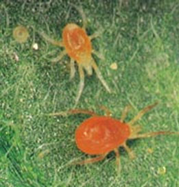 mite1.jpg