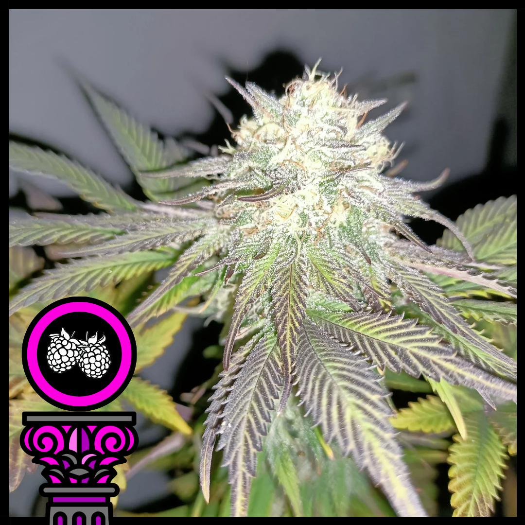 www.domusseeds.es