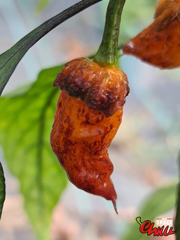 www.spacepeppers.com