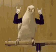 tenor.gif