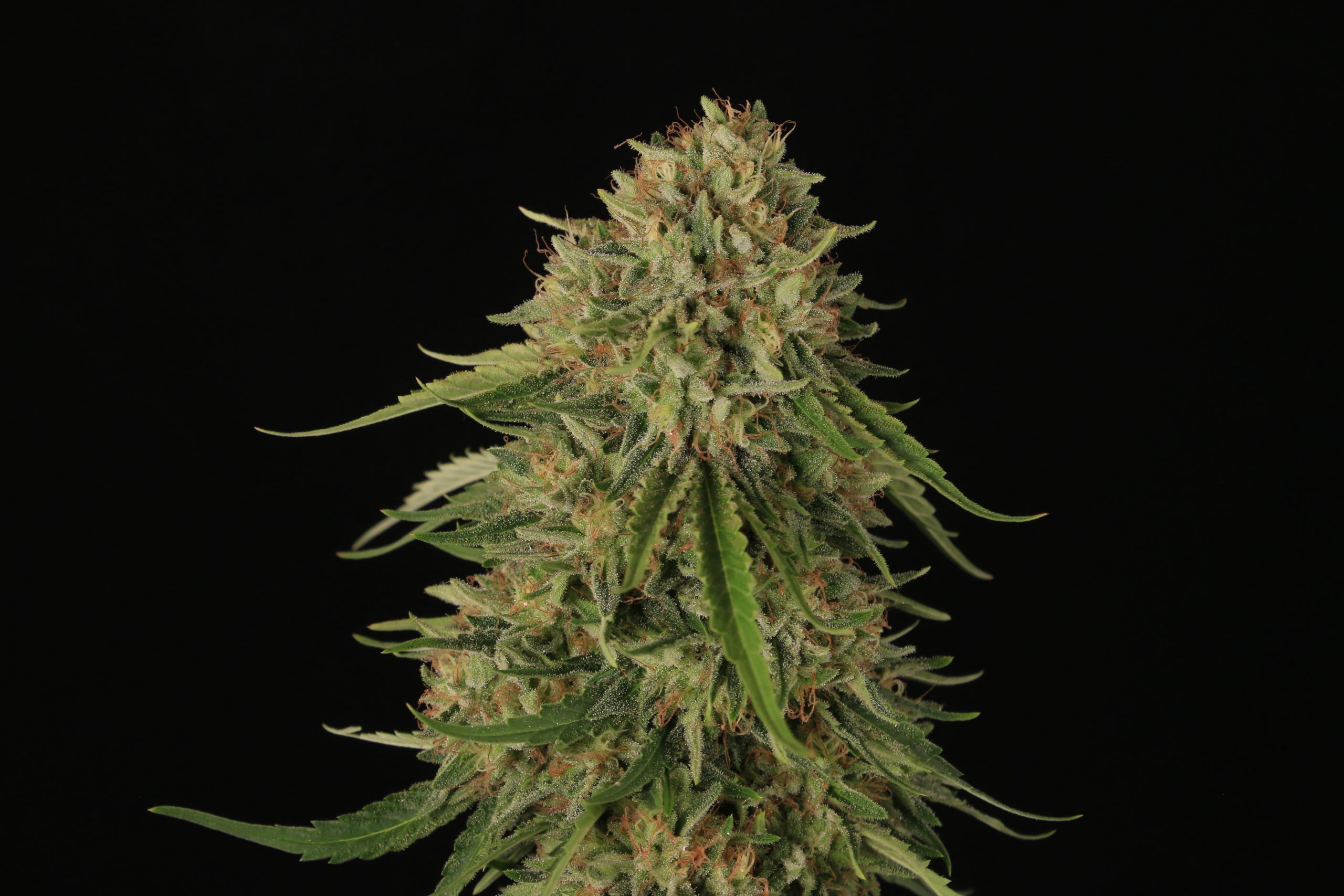 www.theplantersofthetrees.com