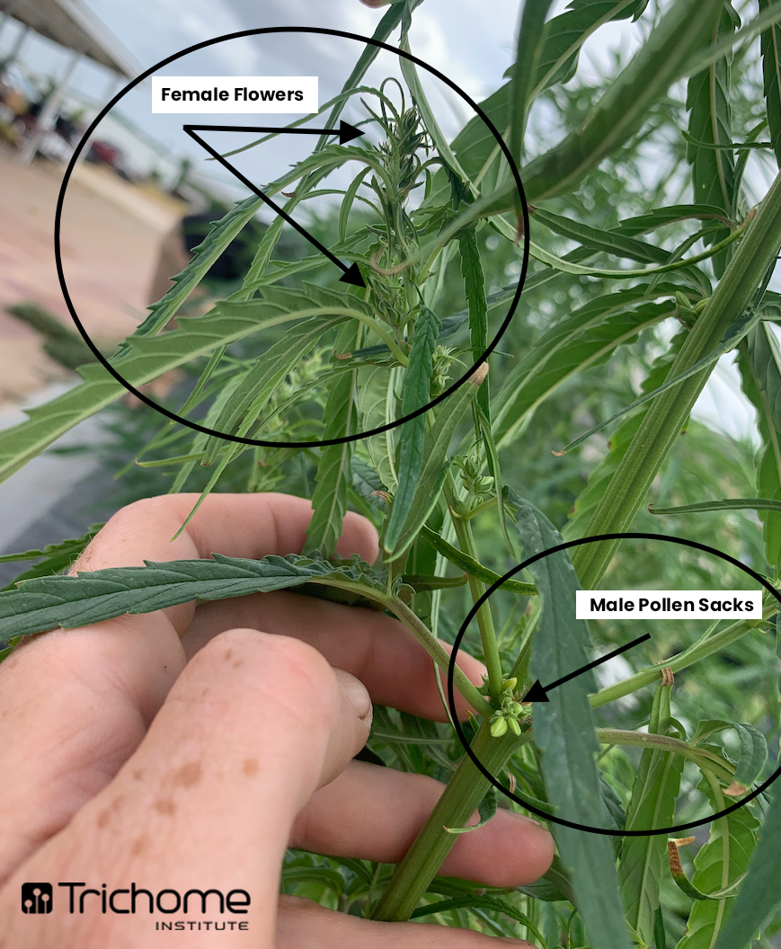 trichomeinstitute.com
