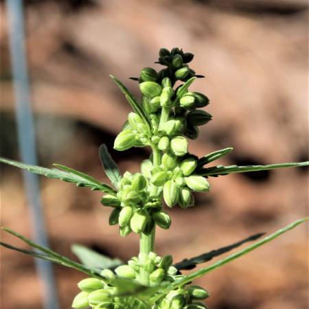 growdiaries.com