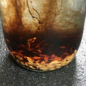 Barley-soak-kelp-300x300.jpeg